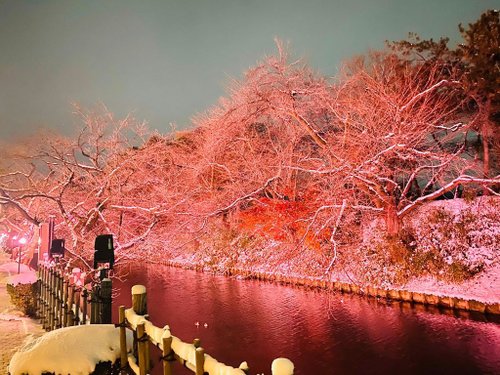 弘前城公園賞夜櫻(雪)