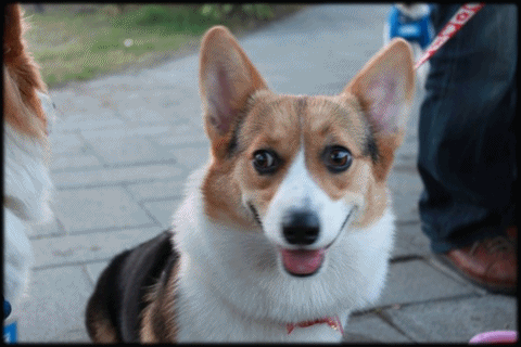 anigif.gif