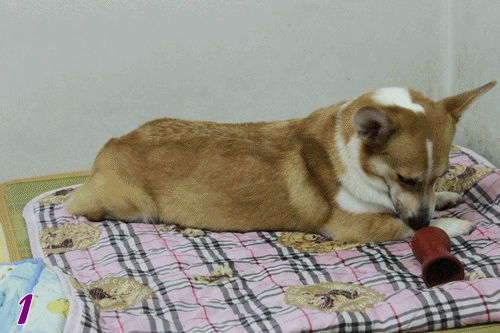 6.gif