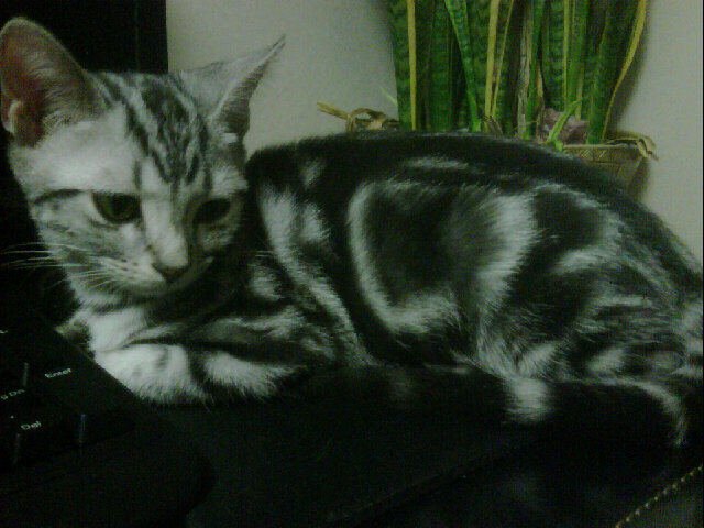 110800_tigger.jpg