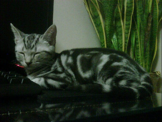110802_tigger.jpg