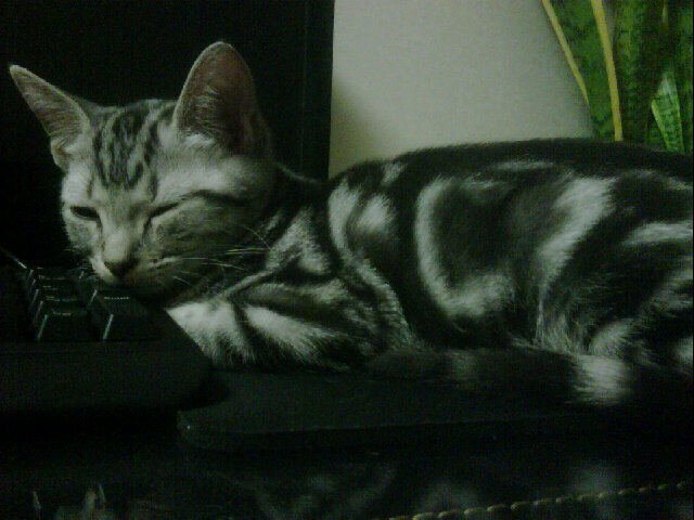 110801_tigger.jpg