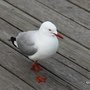 IMG_1020_3.JPG