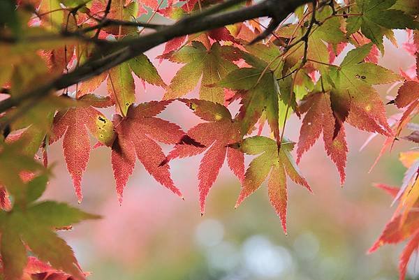 2011-京都之旅-第八天-野鹿公園-07.jpg