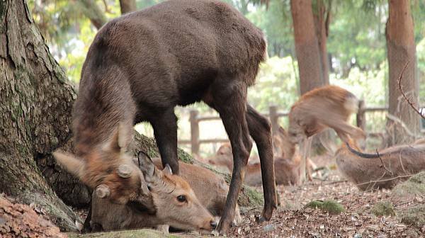 2011-京都之旅-第八天-野鹿公園-03.jpg