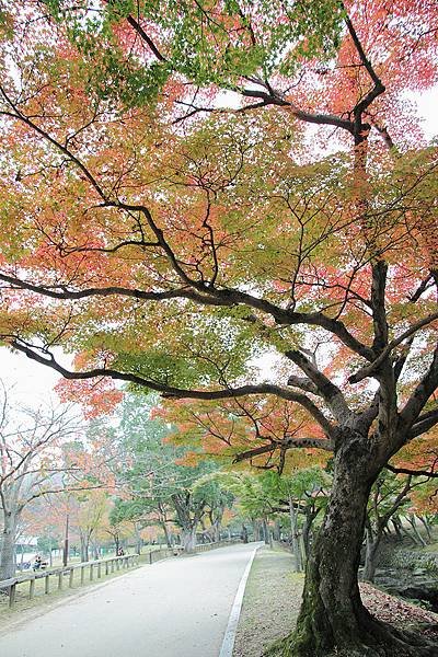 2011-京都之旅-第八天-野鹿公園-06.jpg