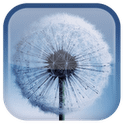 t_galaxy_s3_dandelion