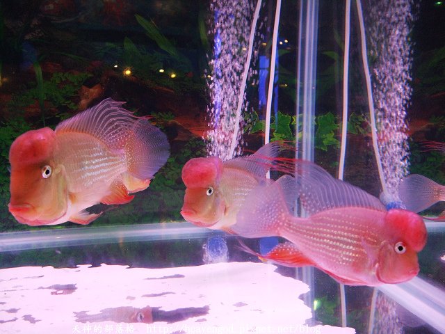DSCF5051.jpg