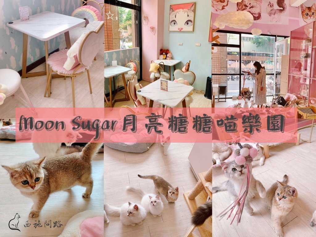 【已停業】Moon Sugar月亮糖糖喵樂園 | 貓咪咖啡廳