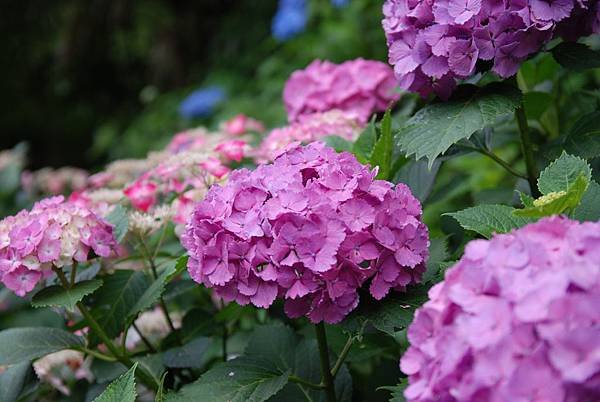 DSC_9676.JPG