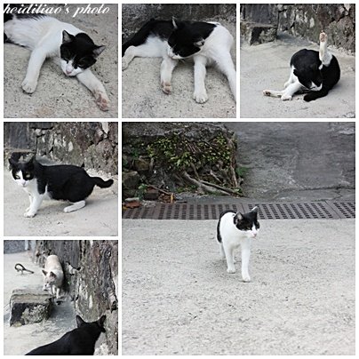 cats2.jpg