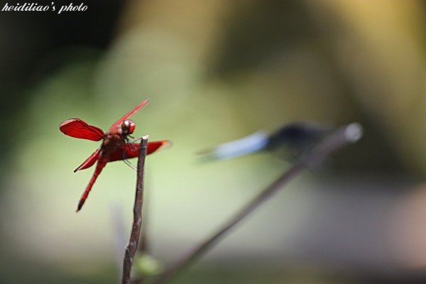 IMG_5200.JPG