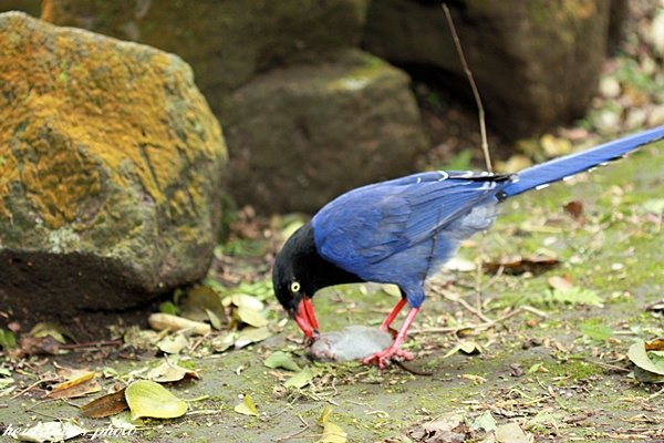 IMG_9698.JPG