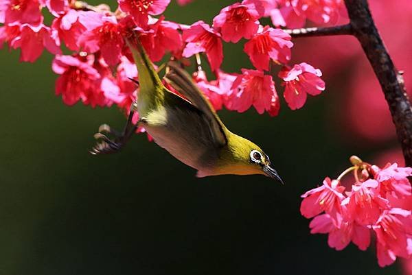 櫻花 &amp; 綠繡眼