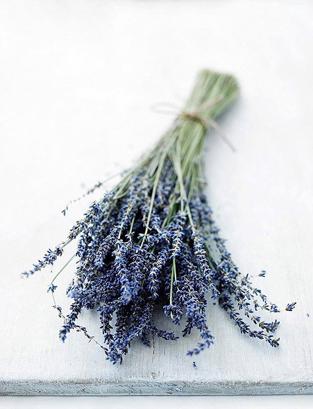 Lavender(草本屋.jpg