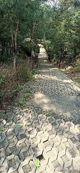 2022-03-06  苗栗火炎山北陵線探路   021.jpg
