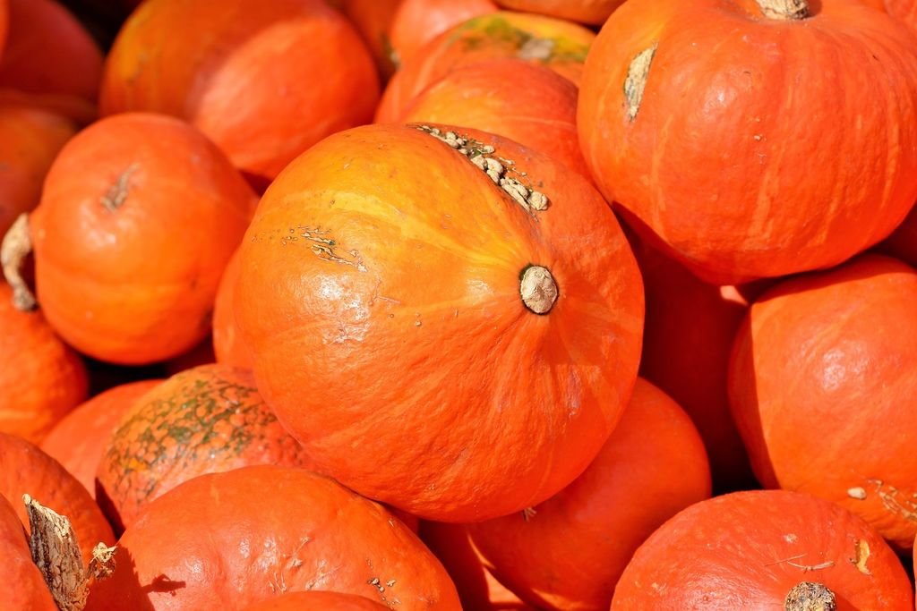 pumpkin-3735640_1920.jpg