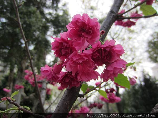 IMG_8254.JPG