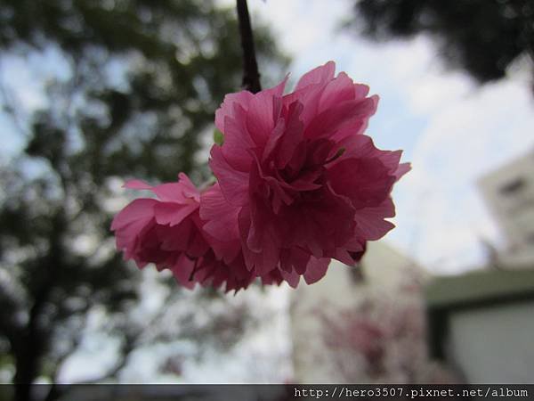 IMG_8259.JPG
