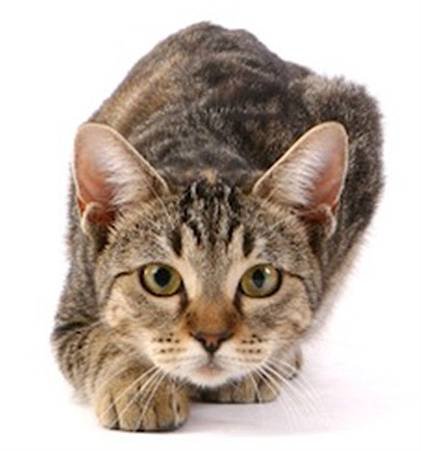 cat-stalking-crop