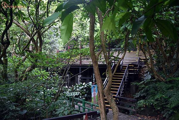 土城桐花公園15.jpg