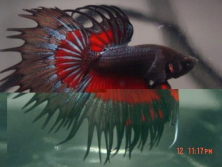 魚12.jpg