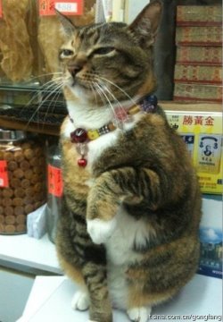 招財貓.jpg