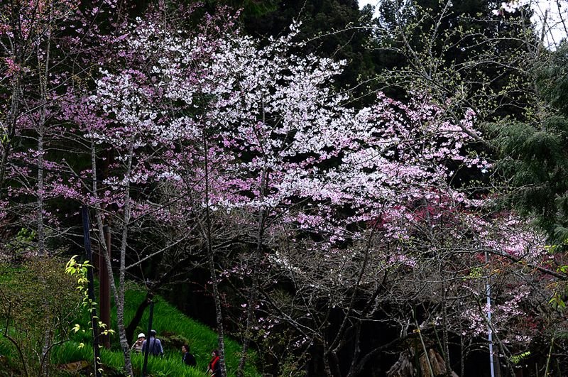 DSC_0262.jpg