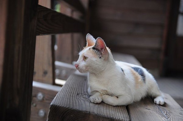 DSC_0242.jpg