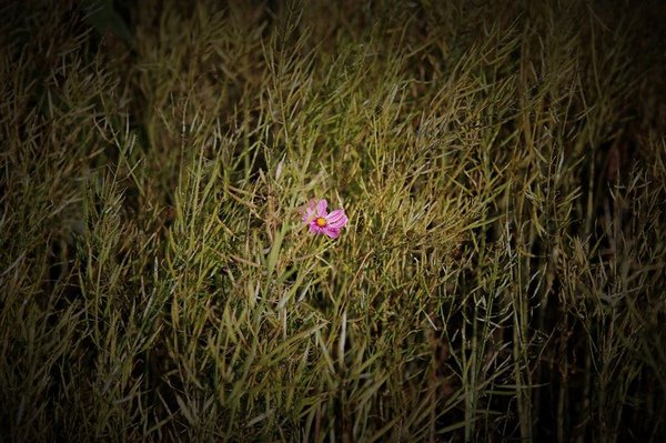 DSC_9499.JPG