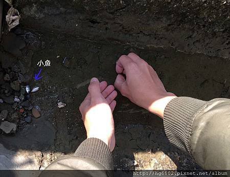 鹽山＿搶救小魚