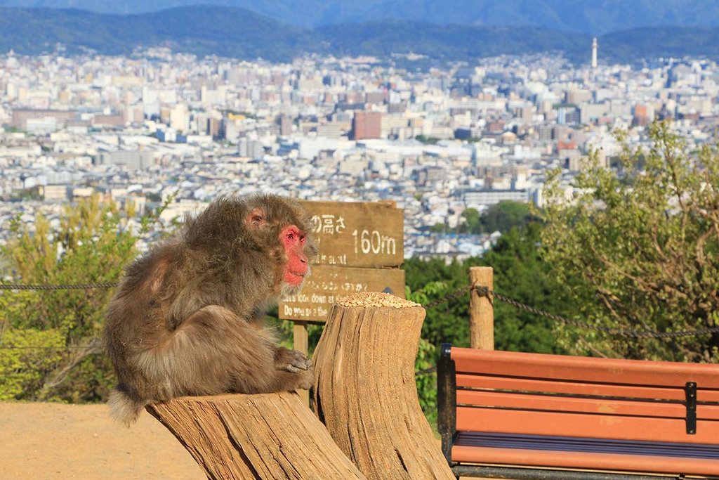 嵐山猴子公園