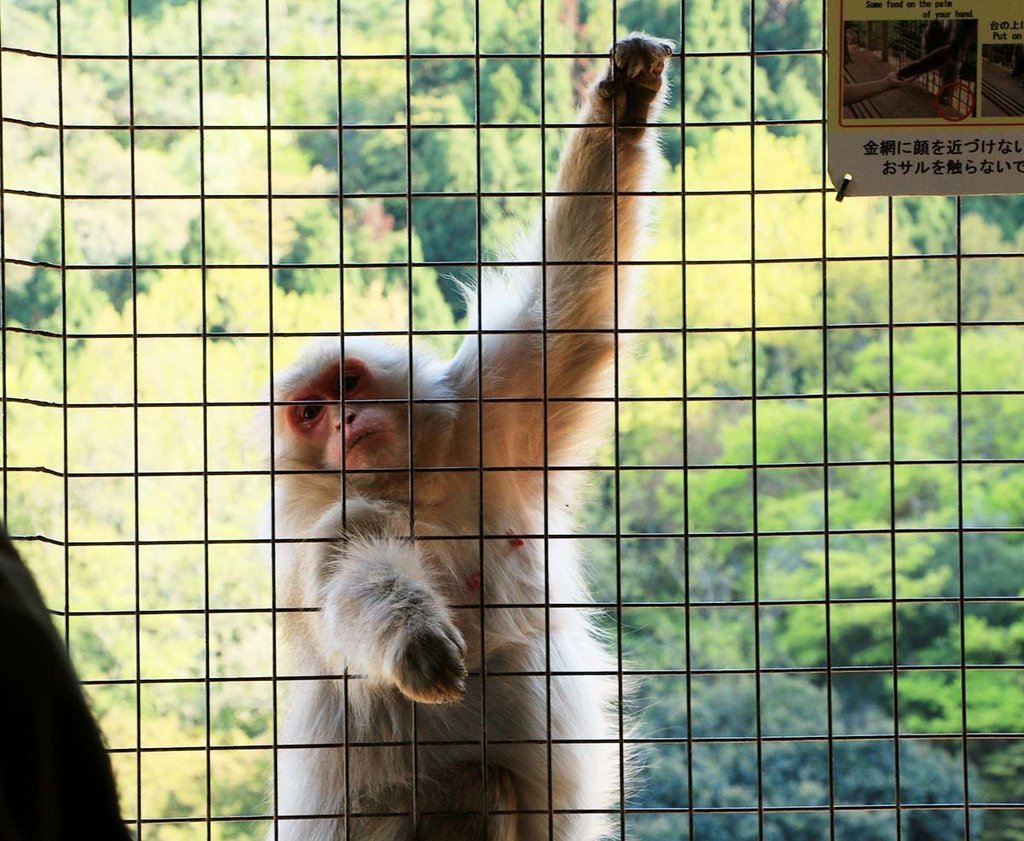 嵐山猴子公園