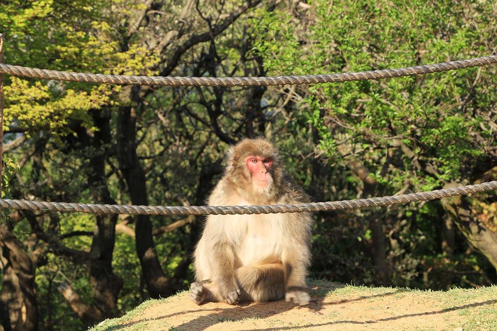 嵐山猴子公園