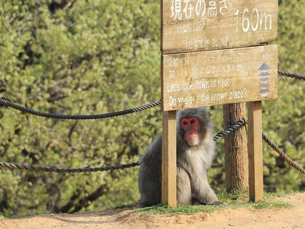 嵐山猴子公園