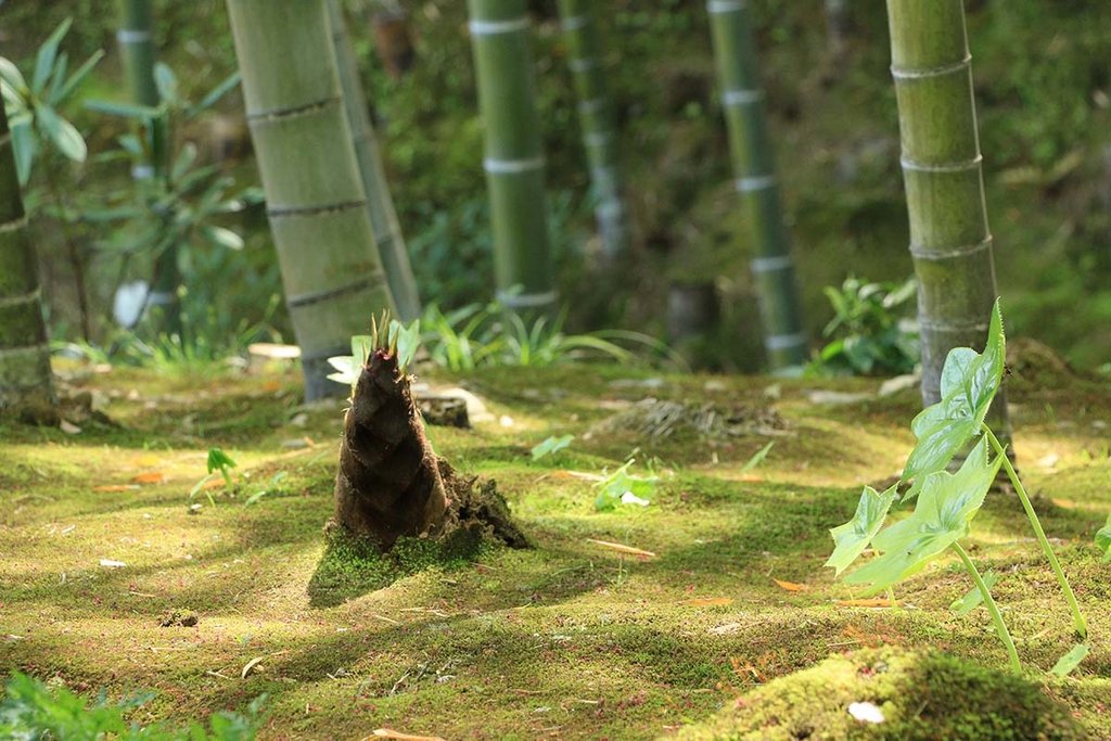 嵐山天龍寺