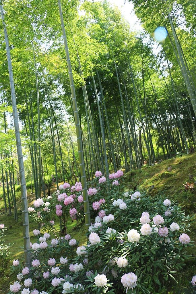 嵐山天龍寺