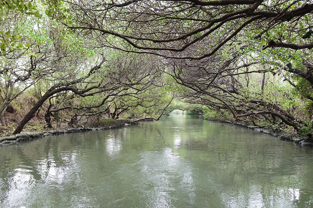 四草綠色隧道