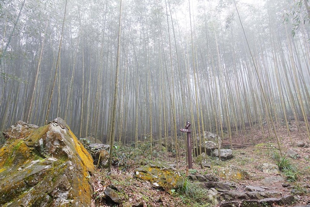 八仙山國家森林遊樂區