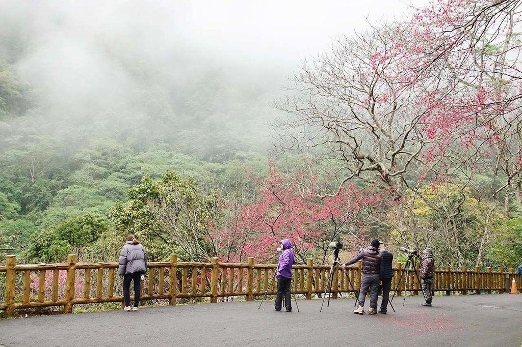 八仙山國家森林遊樂區