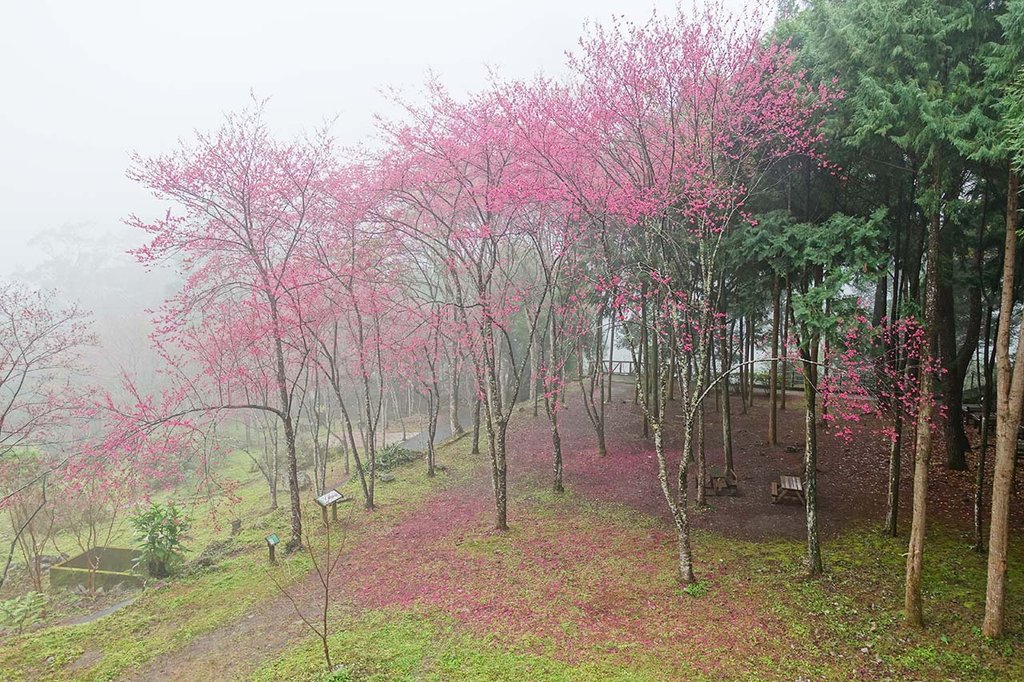 八仙山國家森林遊樂區