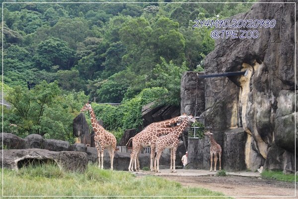 動物園-17