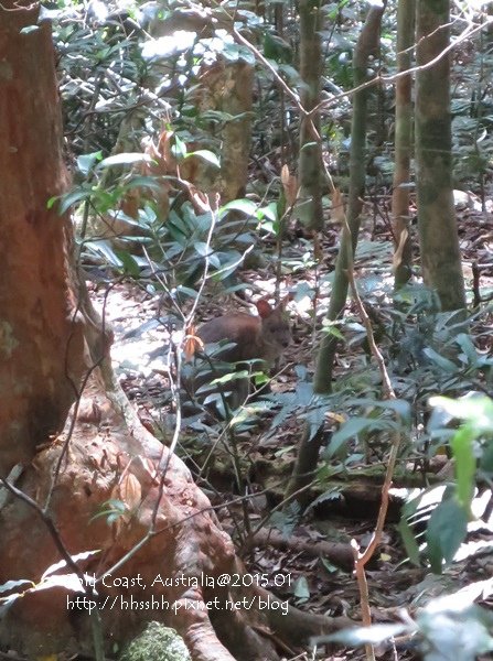 20150118-黃金海岸-Lamington National Park-54.jpg