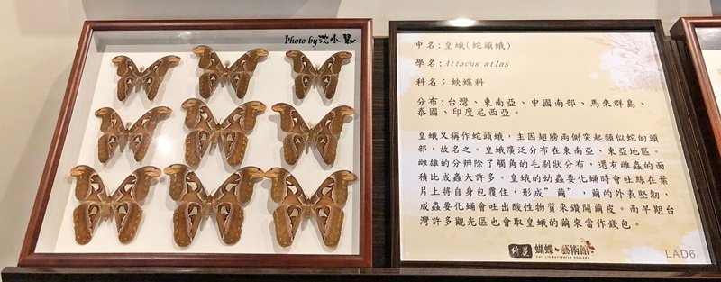 宜蘭綺麗觀光工廠-綺麗蝴蝶藝術館 (28).jpg