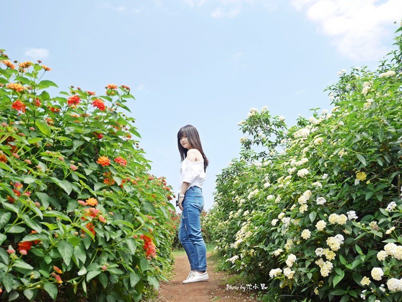 花海梵谷主題餐廳(原大溪花海農場) (46).jpg