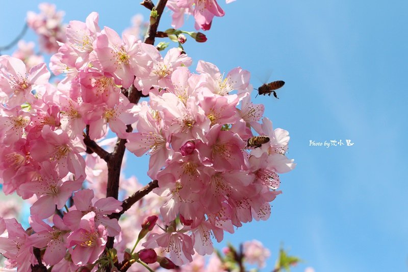 2016新竹公園櫻花季-花漾新竹 (30).jpg