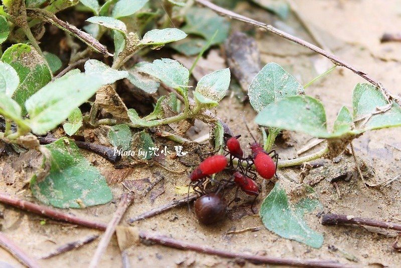 新竹三民公園-木棉花 (9).jpg
