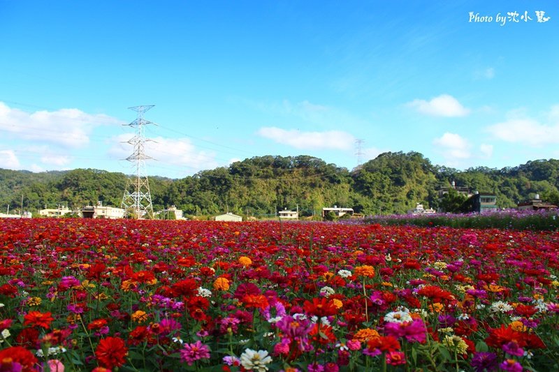 秀湖花海 (8).jpg