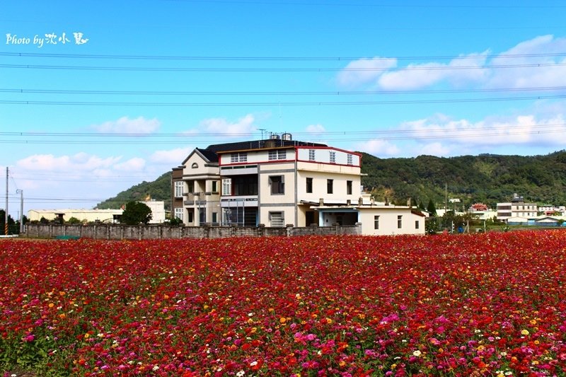 秀湖花海 (11).jpg