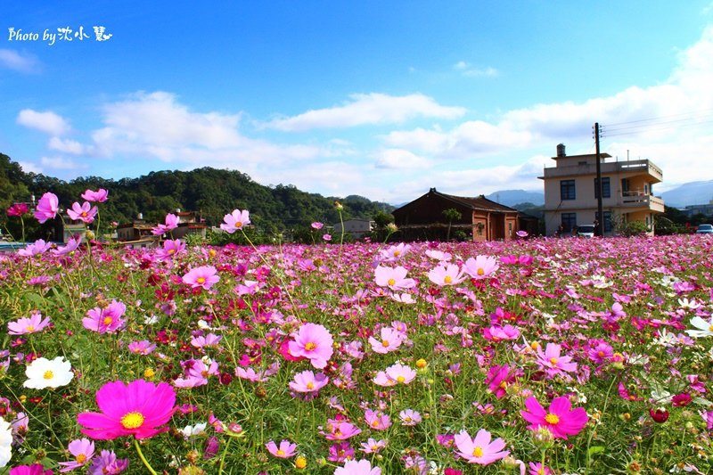 秀湖花海 (10).jpg